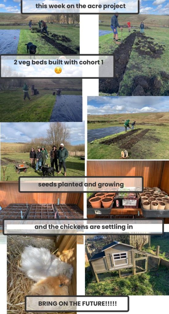 A composite image that comprises of people creating raised beds and planting seeds, plant pot nursery seedlings, fluffy chicks and a chicken coop that is shaped like a human's house. 