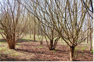 Coppice